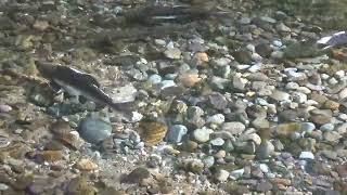 Salmon Spawning time 2023 II