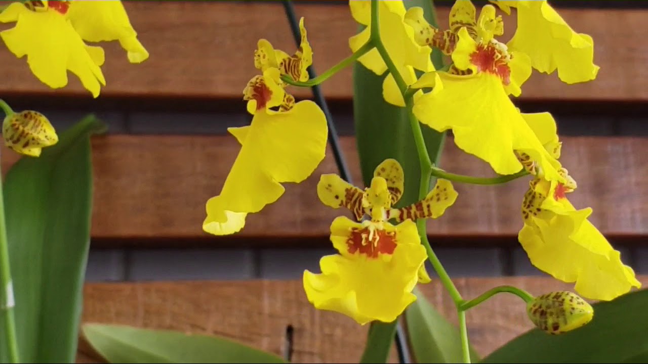 Como cultivar Orquídea Chuva de Ouro - thptnganamst.edu.vn