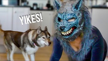 HUSKY PRANKED BY WOLF MASK #shorts