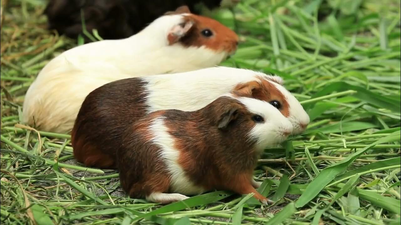 Why Do Guinea Pigs Bite Each Other? YouTube