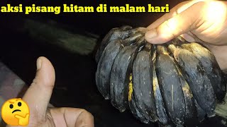 mancing malam di tengah sungai Kahayan menggunakan umpan pisang hitam