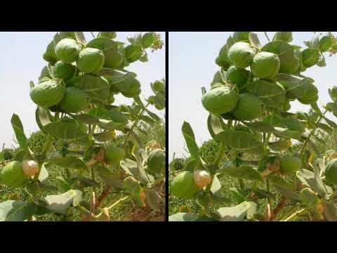 Njari u Poftane L arbre Qui Soigne Beaucoup De Maladies YouTube njari-u-poftane-l-arbre-qui-soigne-beaucoup-de-maladies-youtube