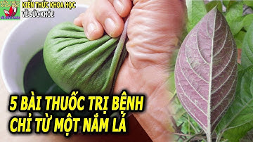 NẾU MẮC 5 BỆNH NÀY CHỈ CẦN DÙNG LÁ MƠ LÔNG LÀ ĐỠ NGAY TỨC KHẮC