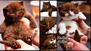 Cutest British Kittens 😘(cinnamon,chocolate,🤎 lilac and other colors) 😍🐈