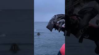 ❗️Walrus Attacked Russian Tourists' Boat 🦭 #Animals #Wildlife #Nature #Caughtoncamera