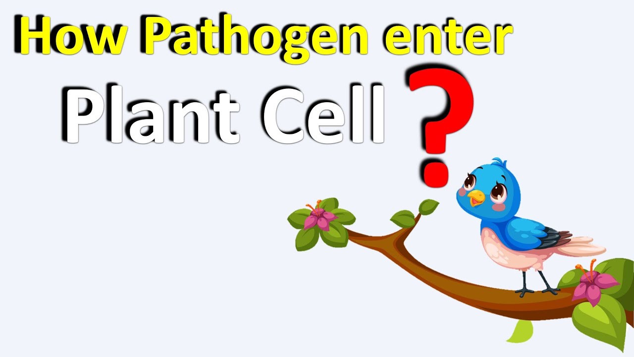 Роль фермента в патогенезе | Развитие заболеваний