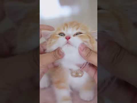 Funny Cats