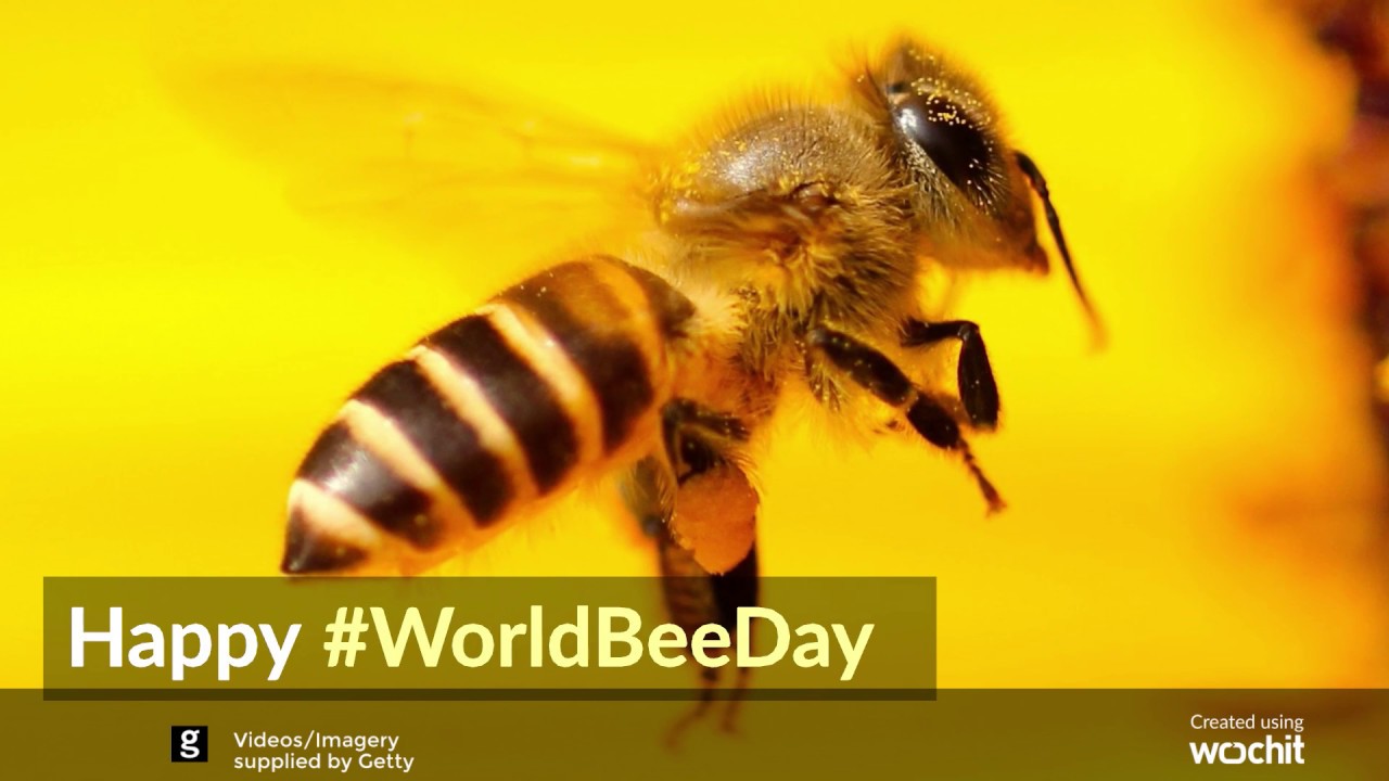 Resultado de imagen de World Bee Day - Israel's Contribution