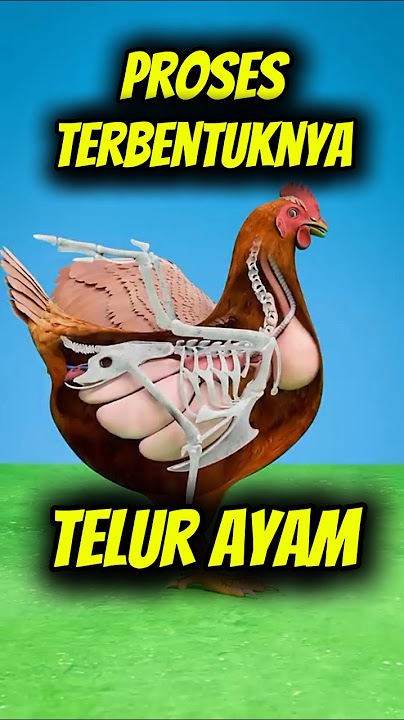 Proses Terciptanya Telur Ayam 😱