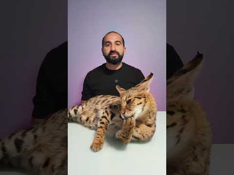 هل شعر القطط يسبب الوفاة