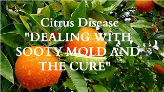 Citrus Disease 'DEALING WITH SOOTY MOLD AND THE CURE' #CITRUS  #CITRUSDISEASE