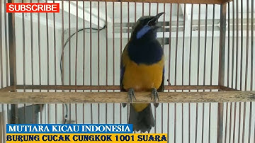 Masteran video Cucak cungkok istimewa gacor materi tembakan istimewa c.jenggot-katem cililin dll