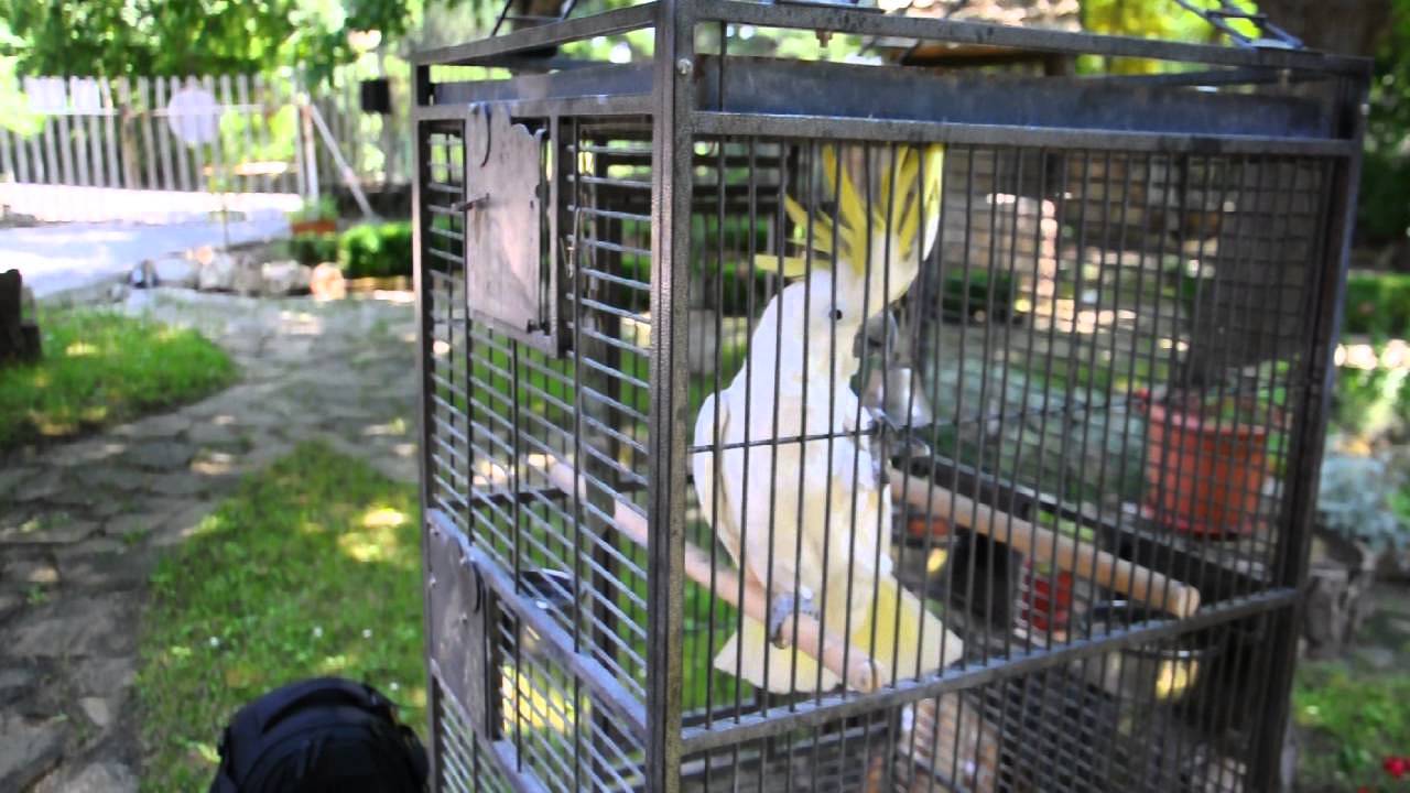 DSC 0723 - YouTube