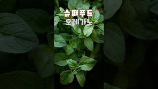 슈퍼푸드 오레가노              #건강 #식품 #건강정보 #건강식단 #건강음식 #건강식품 #건강기능식품 #슈퍼푸드