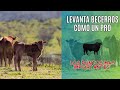 &quot;¡Increíbles Secretos para Levantar Becerros como un PRO! 🐄🌟&quot;