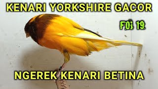 Kenari Yorkshire Gacor Ngerek Betina | canary singing | canary sound