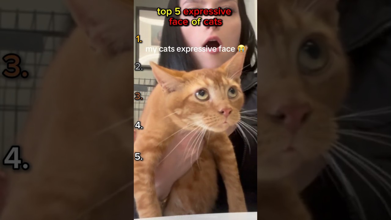 TOP 5 CATS EXPRESSION