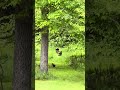 Rooster Vs buzzards