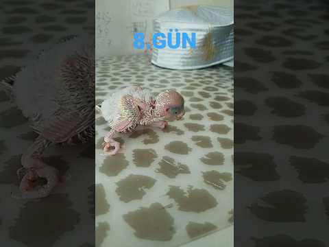 Duygu karmaşası muhabbet kuşu gelişimi.