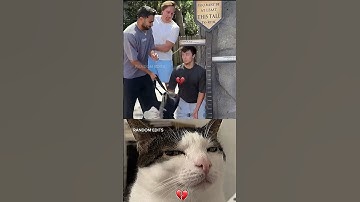 Thumbnail of Short height saved his life #cat #meme #funny #dance