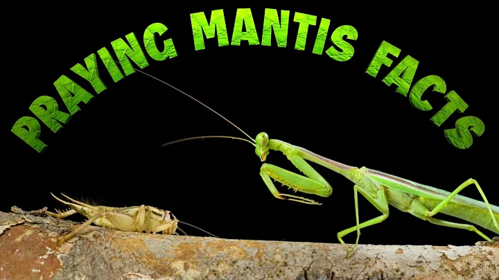 Praying Mantis Facts - DayDayNews