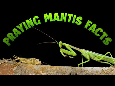 Video: Types of praying mantises: description, names, features and interesting facts
