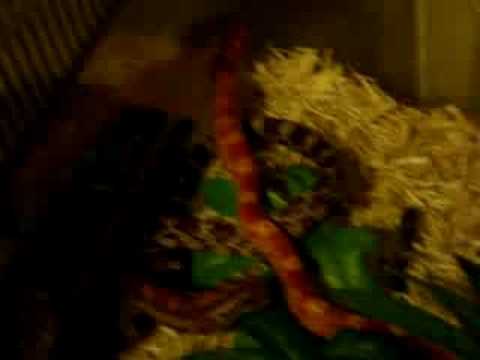 morphemes pdf Cornsnakes Feeding