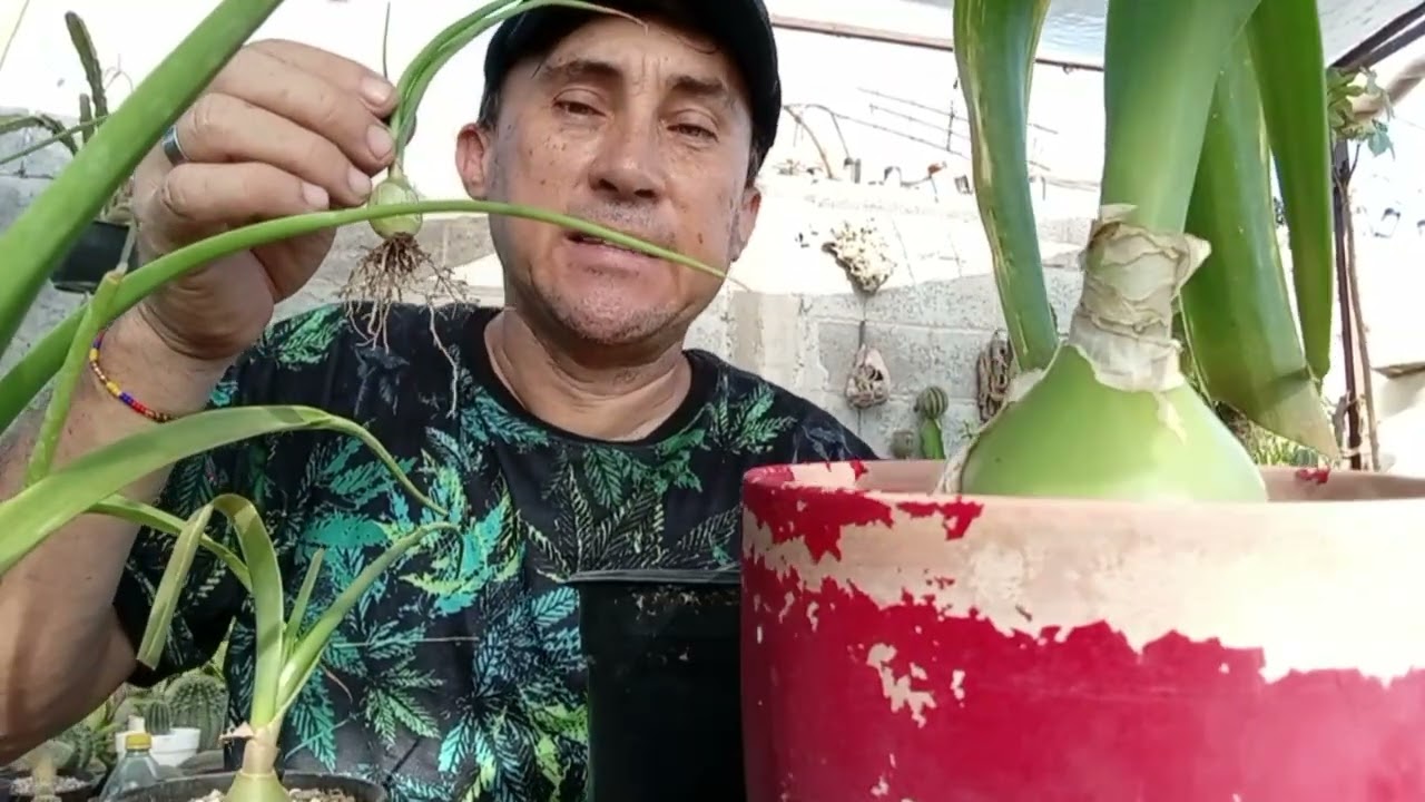 ALBUCA Bracteata 👍🥰🌵🐶