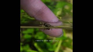Rescue a drowning REAL LIFE Lucas the Spider #shorts
I have a new friend, Mr.spider.
I found him in my studio a month ago.He always patrol the tank at night.
Hope You Enjoy It And Thank You For Supporting Us.
❖Instagram
https://www.instagram.com/aquariumferretwonderland
❖ Contacts
Business Collaboration Mail ▶ jimmylenaferret@gmail.com
❖If you have any comments, suggestions or questions, leave them down in the comments! and you like my video plz give me a like,share my videos,subscribe to my channel and turn on the bell 🔔
follow our Instagram.Thank you for watching.See you next video.
#aquaterrarium #paludarium #vivarium Rescue a drowning REAL LIFE Lucas the Spider #shorts