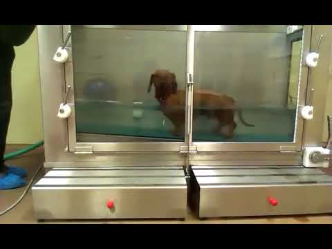 Video: Hidroterapija Suņiem