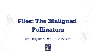 Flies: The Maligned Pollinators