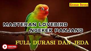 MASTERAN LOVEBIRD EKEK PANJANG FULL DURASI SUARA JERNIH DENGAN JEDA 2-3 MENIT