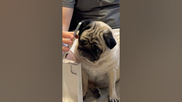 Nuovo iPhone 16 Pro Max! Unboxing col mio Cane! #shorts