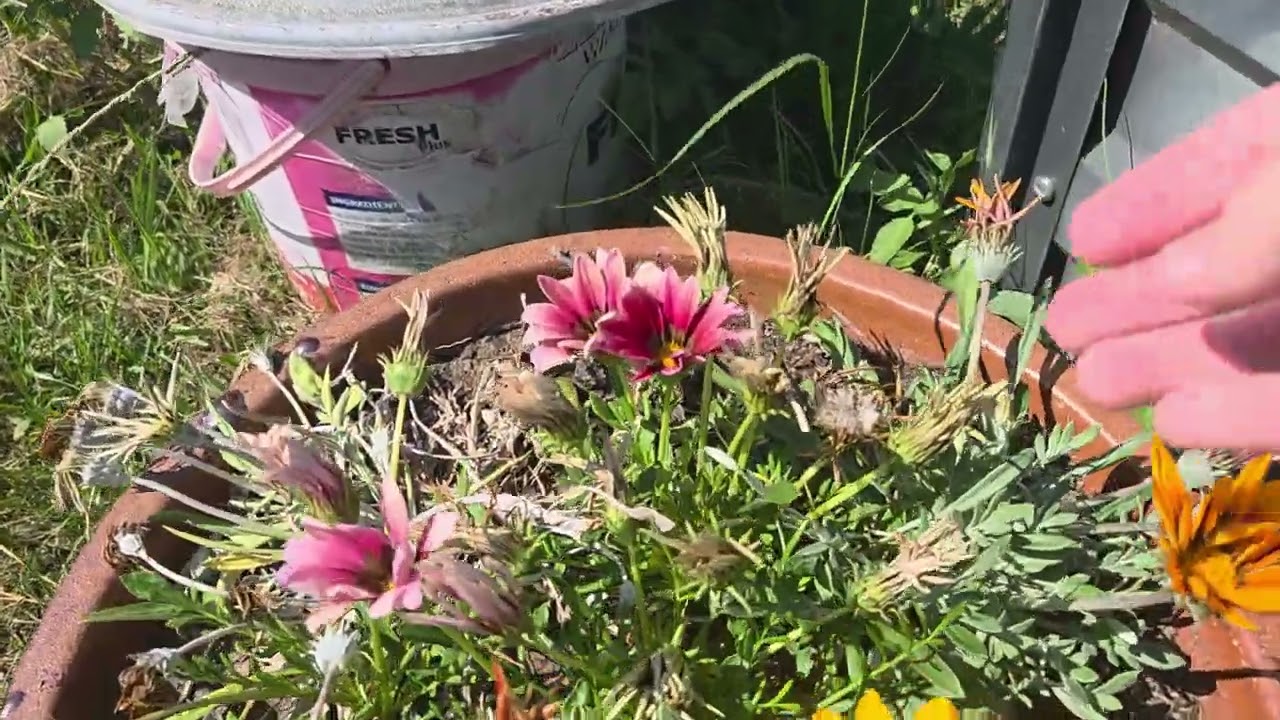 Finding Gazania seeds ready to save for later feels like finding Christmas present under the tree😂