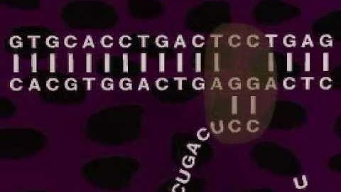 Protein synthesis (part 1 of 2)