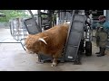 🐄COWS HOOF CLEANING 🐄Hoof Trimming Hoof  Big Cows Farm Real  Hoof Trimming