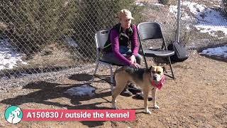 Yogi Bear A150830 by Santa Fe Animal Shelter 49 views 1 month ago 36 seconds