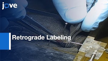 Retrograde Labeling of Ganglion Cells with Fluorescent Dyes | Protocol Preview