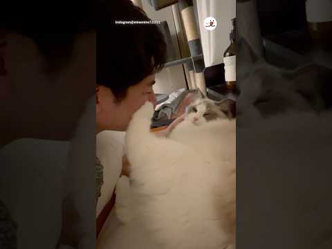 ちゅーを拒否する猫さん｜PECO #ラグドール #猫 #猫動画 #猫のいる暮らし  #ragdollcat #ragdoll #cat #catlover #catlife
