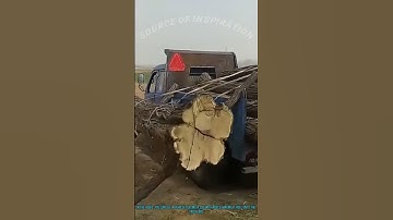 Amazing Log Loading Trick: Using Vehicle to Roll & Load Timber Efficiently