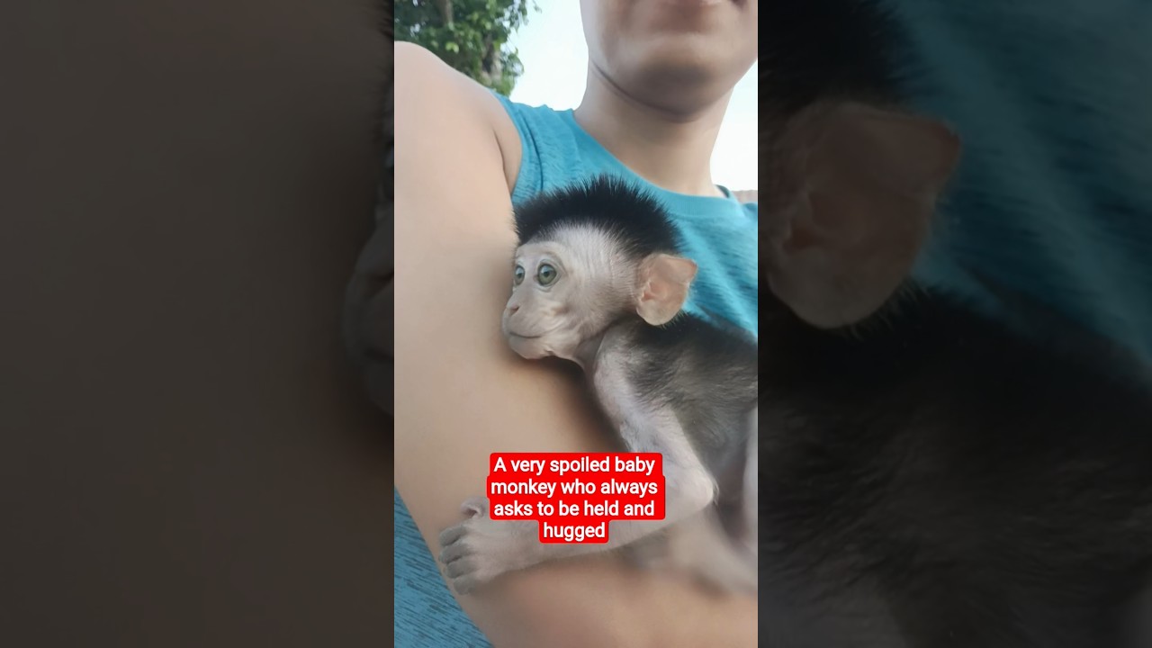 A very spoiled baby monkey who always asks to be held and hugged 