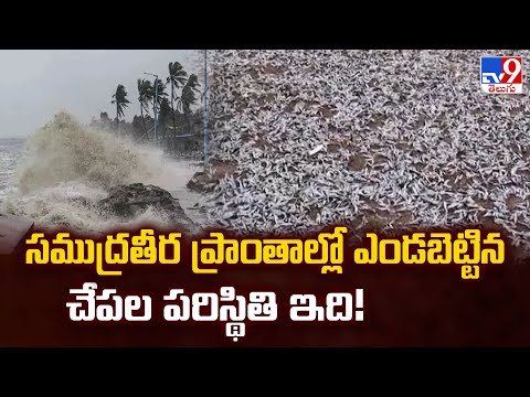 Srikakulam : సముద్రతీర ప్రాంతాల్లో ఎండబెట్టిన చేపల పరిస్థితి ఇది! | Cyclone Montha - TV9 - TV9