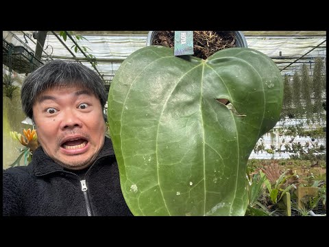 A massive Hoya has arrived - YouTube