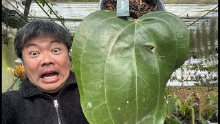 ホヤ 　大株 mqdefault.jpg