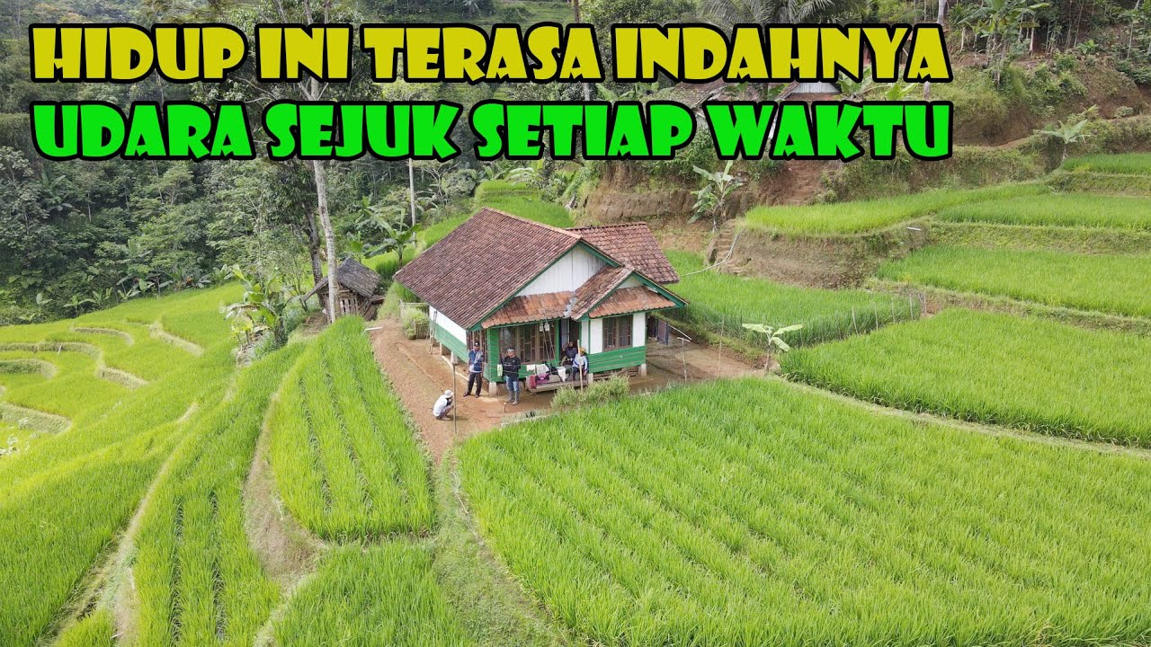 Hamparan Sawah Yang Hijau Begitu Menggoda, Selanjutnya Terserah Anda. Mau Numpang Menginap...?