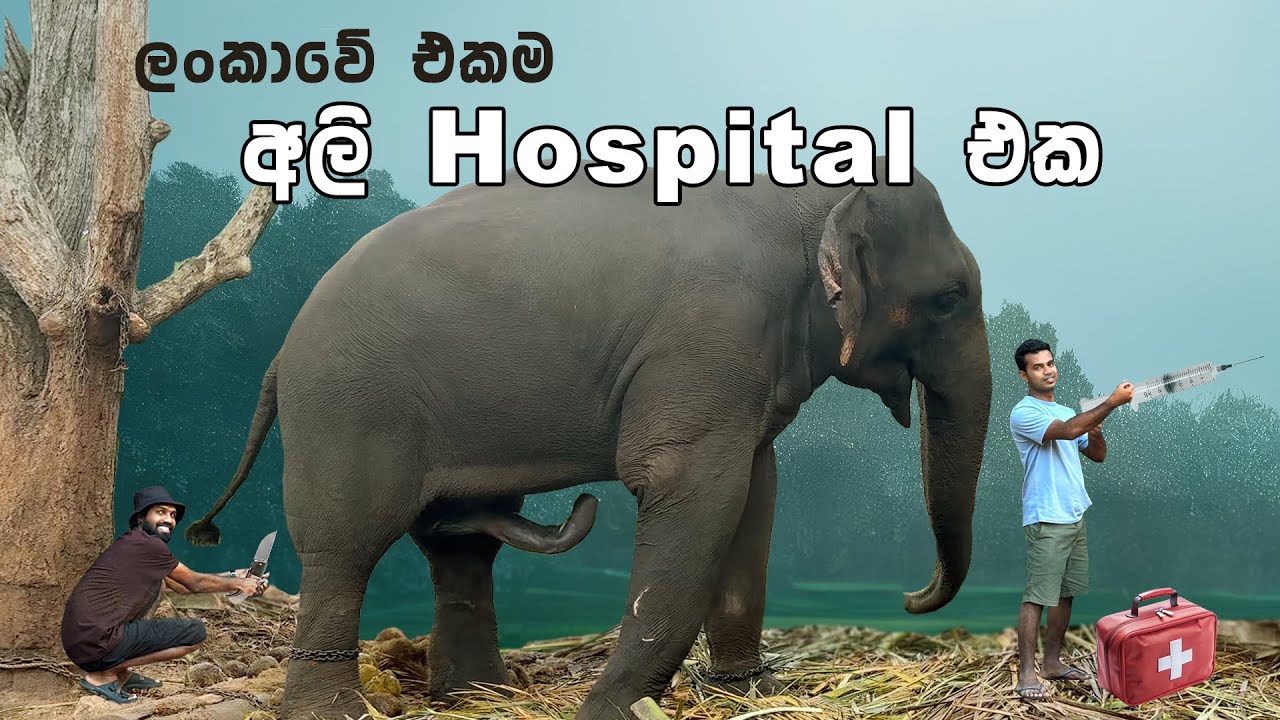 ලංකාවේ ඉදිවෙන එකම අලි Hospital එක | 🐘 Ceylon Elephant Kingdom Habarana