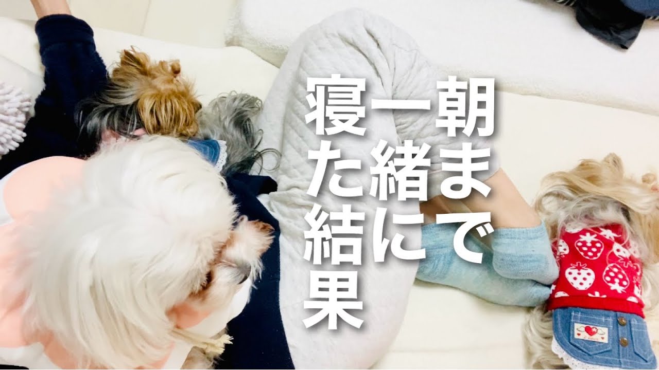 子犬の時から一緒に寝た結果【モニタリング】