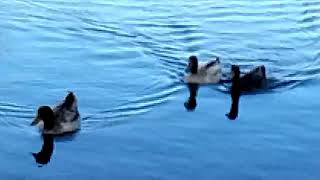 Peaceful Ducks At The Pond @ianfairley9152