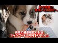 【感動】野良犬の子犬を清潔にして情がわいてきてしまった…