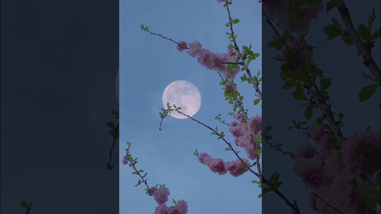 🌄✨ "Stop scrolling. Take a moment... and breathe." 🌬️  